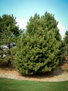 Сосна Чёрная (Pinus Nigra) купить по цене от 270.00р. в интернет-магазине «Посадика» с доставкой почтой в в Шарьяе и по всей России – [изображение №1].