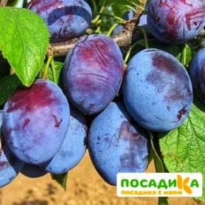 Слива Чачакская ранняя купить по цене от 229.00р. в интернет-магазине «Посадика» с доставкой почтой в в Шарьяе и по всей России – [изображение №1].