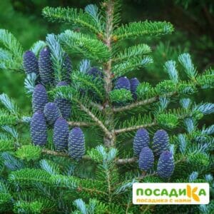 Пихта корейская (Abies koreana) купить по цене от 450.00р. в интернет-магазине «Посадика» с доставкой почтой в в Шарьяе и по всей России – [изображение №1].