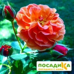 Роза Арабия купить по цене от 350.00р. в интернет-магазине «Посадика» с доставкой почтой в в Шарьяе и по всей России – [изображение №1].