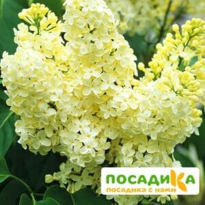 Сирень Примроуз (Primrose) купить по цене от 529.00р. в интернет-магазине «Посадика» с доставкой почтой в в Шарьяе и по всей России – [изображение №1].