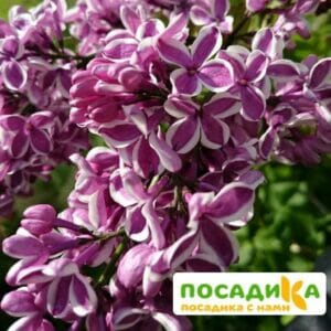 Сирень Сенсация купить по цене от 529.00р. в интернет-магазине «Посадика» с доставкой почтой в в Шарьяе и по всей России – [изображение №1].