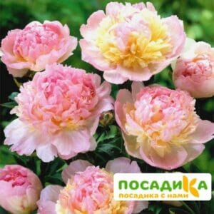 Пион Распберри Сандей (Paeonia Raspberry Sundae) купить по цене от 959р. в интернет-магазине «Посадика» с доставкой почтой в в Шарьяе и по всей России – [изображение №1].