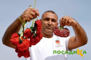 Клубника Гигант Джорнея купить по цене от 266р. в интернет-магазине «Посадика» с доставкой почтой в в Шарьяе и по всей России – [изображение №1].
