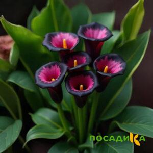 Калла Аура Лейс купить по цене от 400р. в интернет-магазине «Посадика» с доставкой почтой в в Шарьяе и по всей России – [изображение №1].