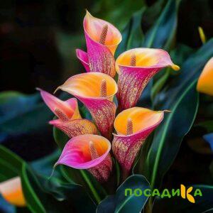 Калла Оникс купить по цене от 450р. в интернет-магазине «Посадика» с доставкой почтой в в Шарьяе и по всей России – [изображение №1].