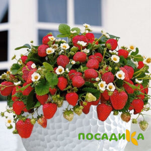 Клубника Рубиновый Шепот (горшечная) купить по цене от 240р. в интернет-магазине «Посадика» с доставкой почтой в в Шарьяе и по всей России – [изображение №1].