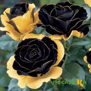 Роза Ханни Сикл купить по цене от 700р. в интернет-магазине «Посадика» с доставкой почтой в в Шарьяе и по всей России – [изображение №1].