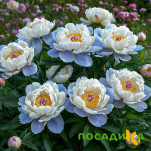 Пион акварельный Этюд купить по цене от 806р. в интернет-магазине «Посадика» с доставкой почтой в в Шарьяе и по всей России – [изображение №1].