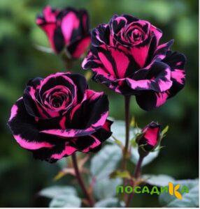 Роза Багровый Шепот купить по цене от 366р. в интернет-магазине «Посадика» с доставкой почтой в в Шарьяе и по всей России – [изображение №1].