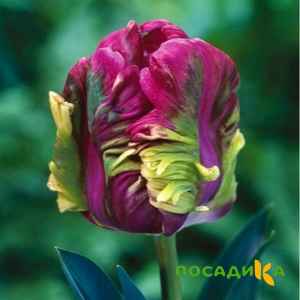 Тюльпан Экзотик Хэвен купить по цене от 186р. в интернет-магазине «Посадика» с доставкой почтой в в Шарьяе и по всей России – [изображение №1].