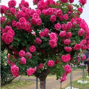 Роза Версаля купить по цене от 232р. в интернет-магазине «Посадика» с доставкой почтой в в Шарьяе и по всей России – [изображение №1].