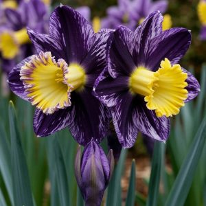 Нарцисс Акропоис купить по цене от 382р. в интернет-магазине «Посадика» с доставкой почтой в в Шарьяе и по всей России – [изображение №1].